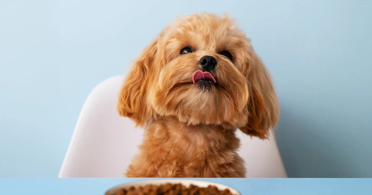 The Benefits of Fresh, Homemade Meals for Your Dog: A Healthier Alternative to Kibble